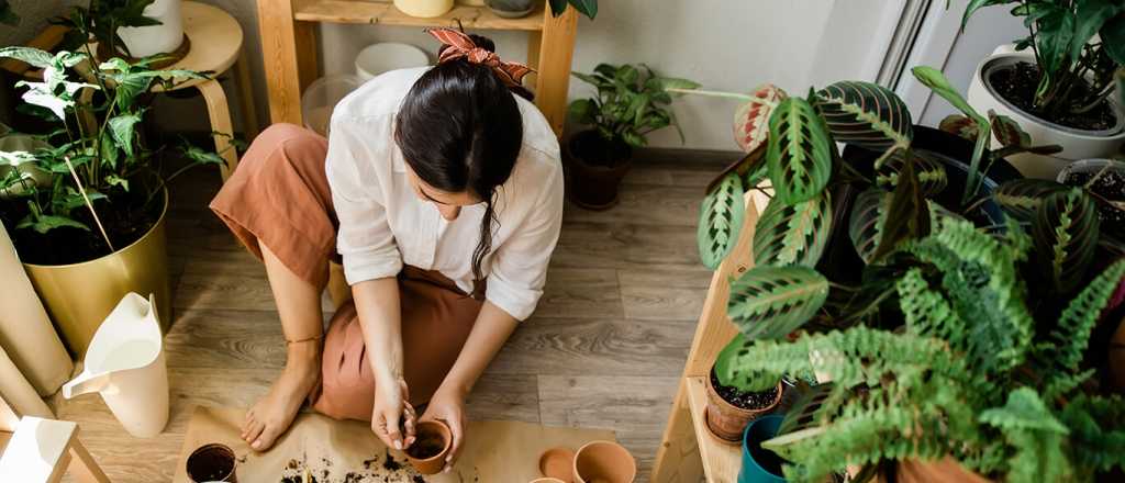 Cómo hacer crecer la planta del dinero en tu patio