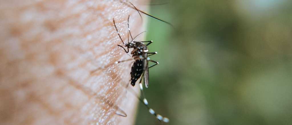 El truco casero ideal para combatir mosquitos