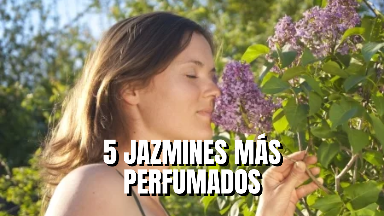 Los 5 jazmines más perfumados - Mendoza Post