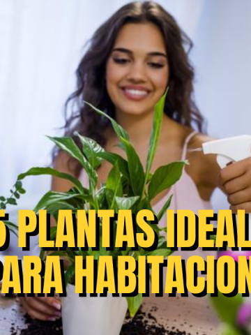 Las plantas perfectas para las habitaciones con poca iluminación - Mendoza  Post