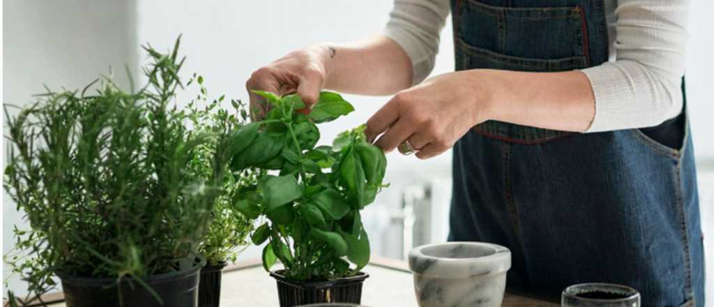  Elimina cucarachas y moscas de tu casa con una pequeña planta