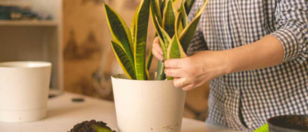 Feng Shui: los lugares en donde no debes colocar tu lengua de suegra