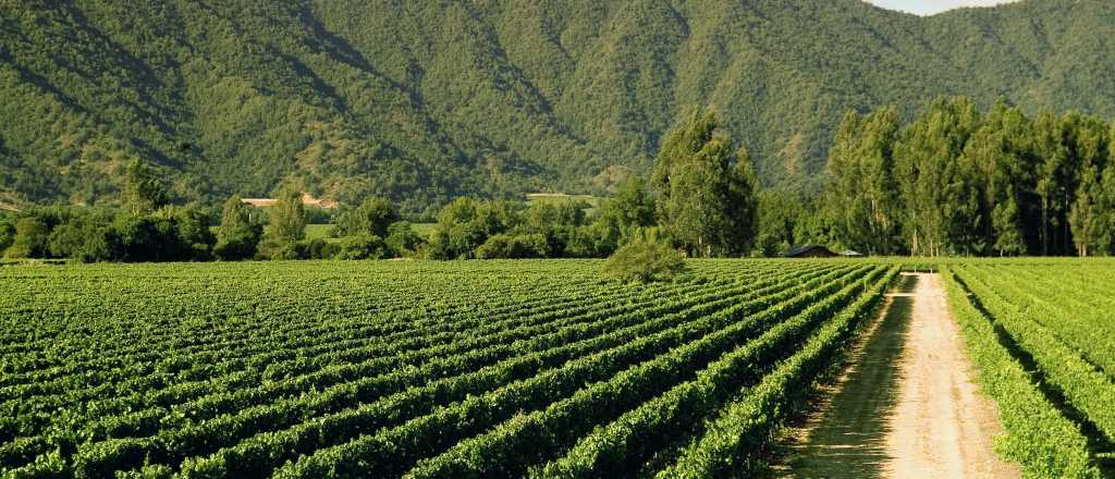 Video: los impactantes viñedos de Mendoza vistos desde un drone