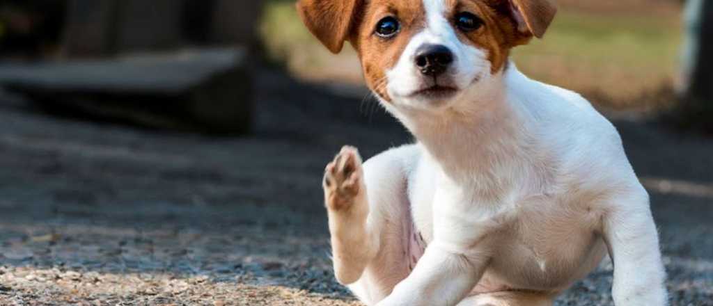 Así podés preparar un remedio casero para las garrapatas de tu perro