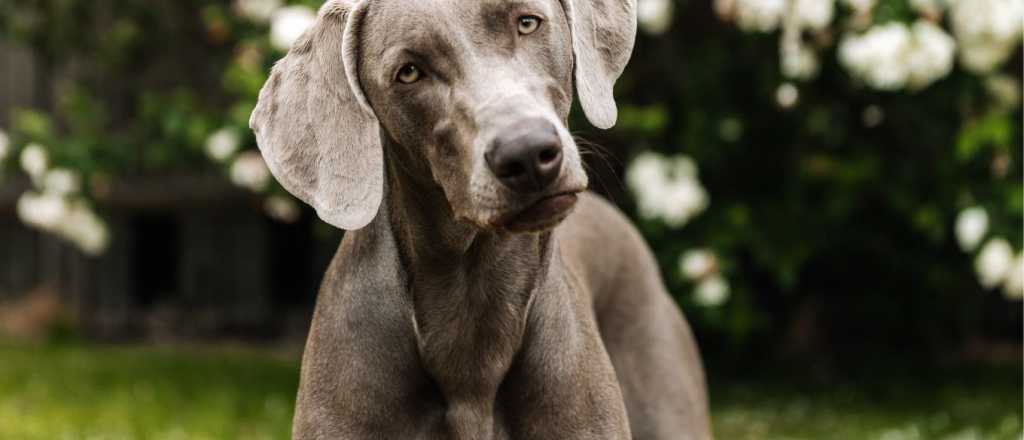 El sorprendente poder de los perros: detectar a las malas personas