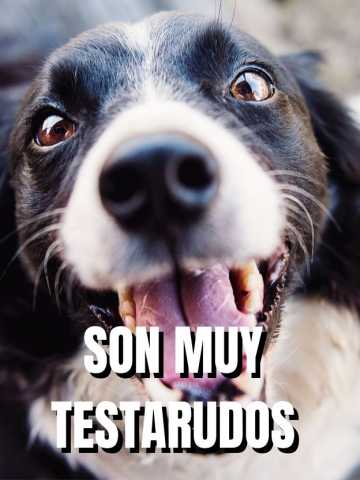 son los perros mas inteligentes mas dificiles de entrenar