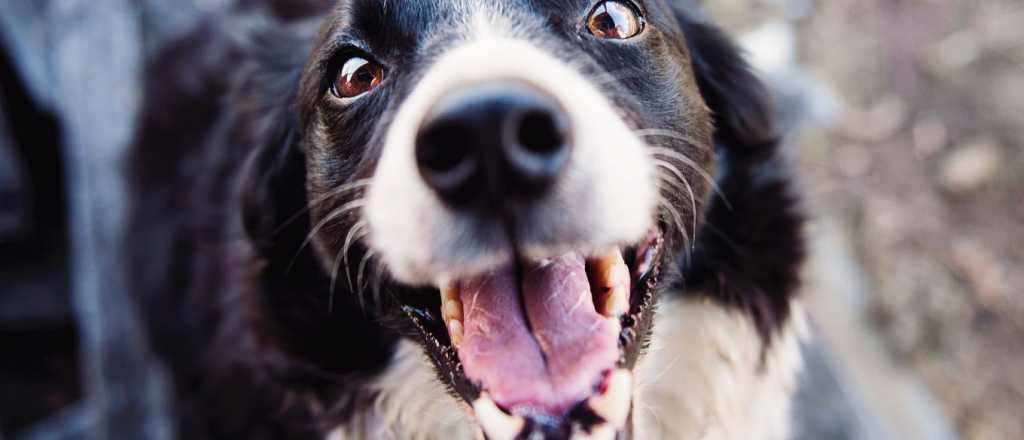 ¡Desobedientes! Estas son las razas de perros más difíciles de entrenar