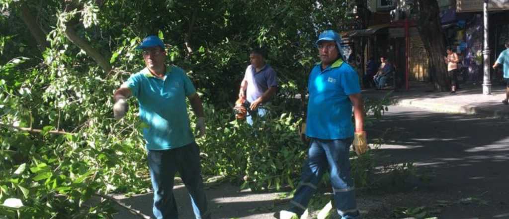 Video: un árbol de gran tamaño cayó en pleno Centro