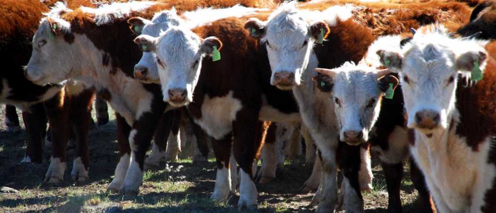 Mendoza busca que Nación reconozca la emergencia agropecuaria 