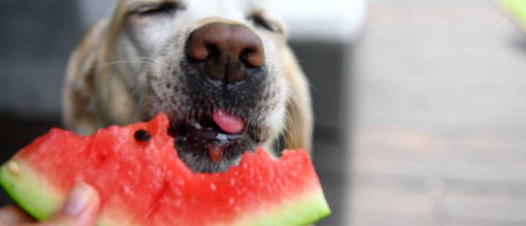 Estas son las únicas 4 frutas que puedes darle a tu mascota