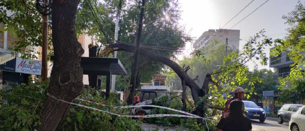 Fotos y video: un árbol cayó en pleno centro mendocino 