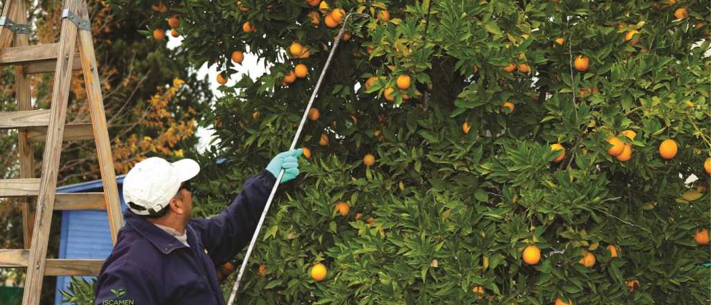 Prohíben la distribución de cítricos entre el Norte y el Sur de Mendoza 