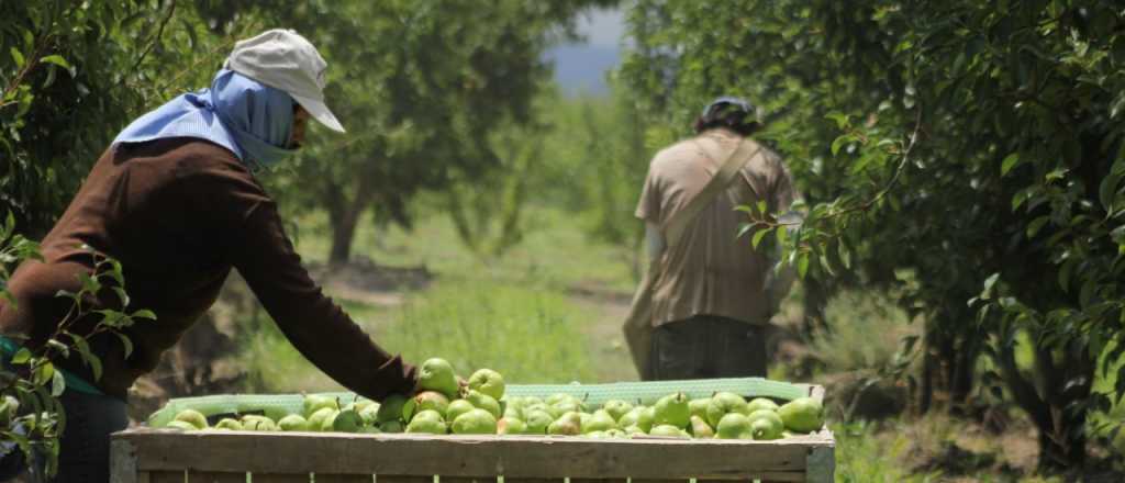 Heladas: 2.000 productores mendocinos ya recibieron más de $67 millones