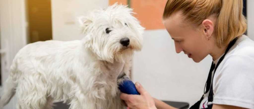 ¡Atención! ¿A qué razas se les puede cortar el pelo y a cuáles no?