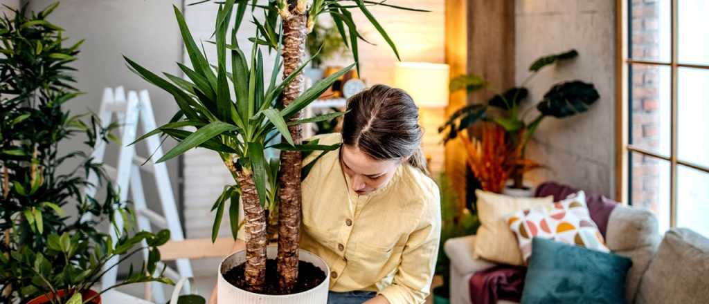 Fertilizante casero y económico: cómo prepararlo y para qué plantas sirve