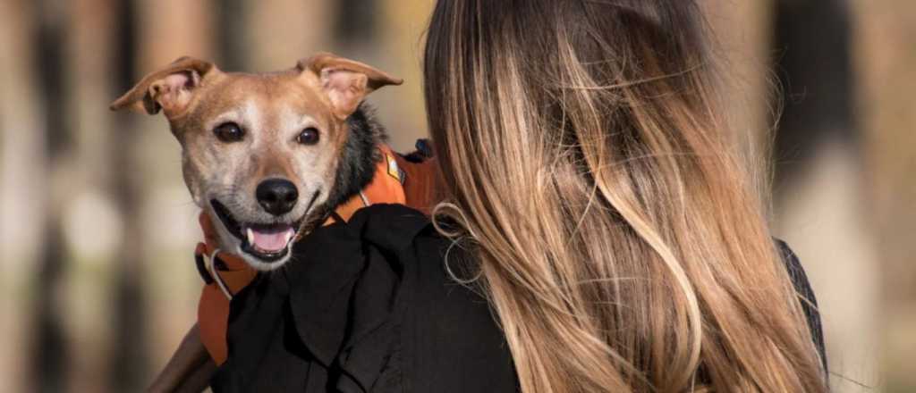 Cómo detectar las señales y saber si tu perro te quiere de verdad 