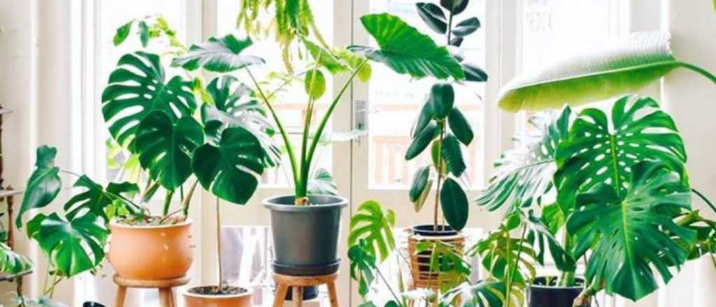 Según el Feng Shui estás son las plantas que más atraen la felicidad