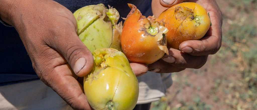 Maipú eximirá del pago de tasas a productores afectados por el granizo