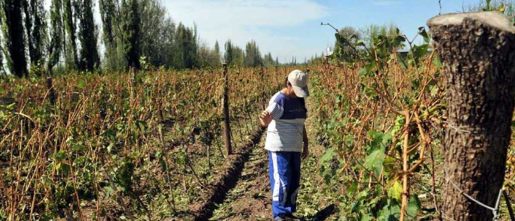 Asistencia agrícola: cómo pedir un crédito por los daños de la tormenta