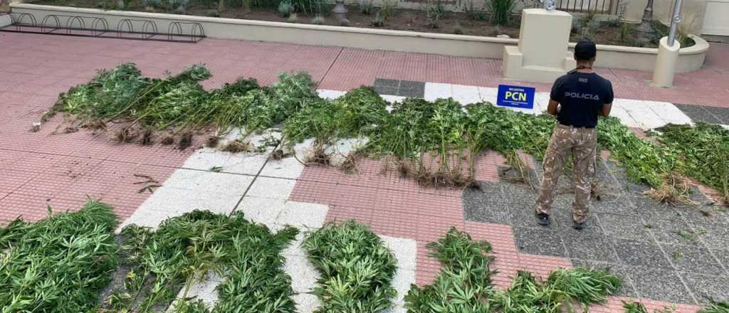 Tenían casi 130 plantas de marihuana y fueron detenidos en Tupungato