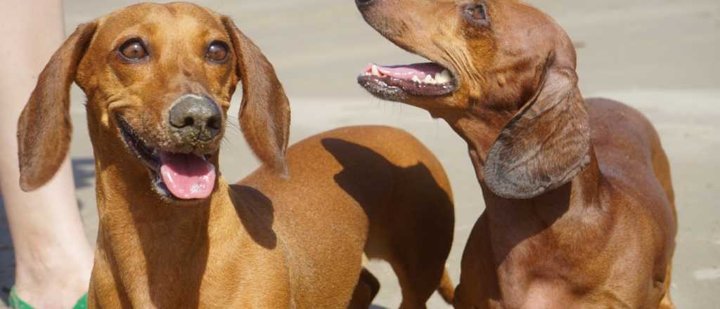 Todos los cuidados y recomendaciones para ir con tu perro a la playa