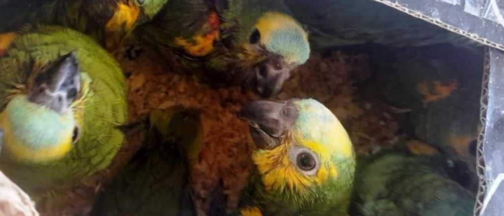 Intentaron ingresar a Mendoza 20 loros amazónicos