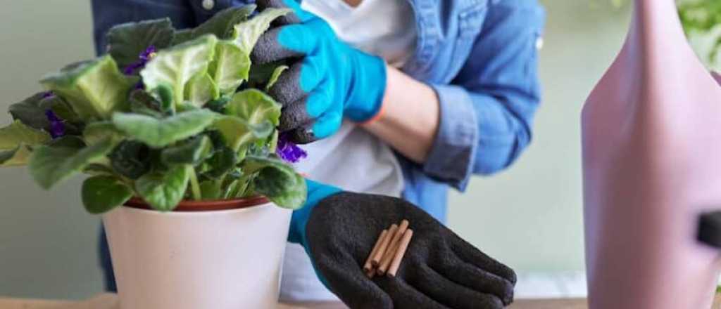 Tres Fertilizantes Para Cuidar Tus Plantas De Interior - Mendoza Post