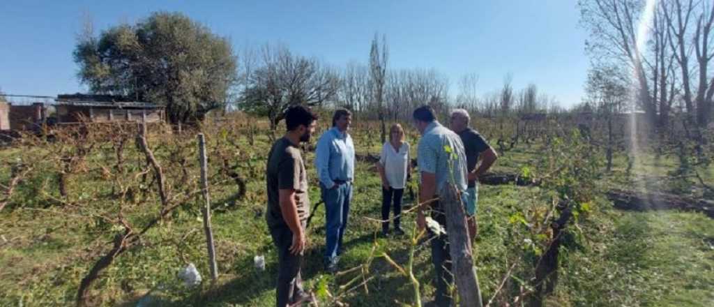 Tormenta: el Gobierno bonificará la energía a productores vitivinícolas