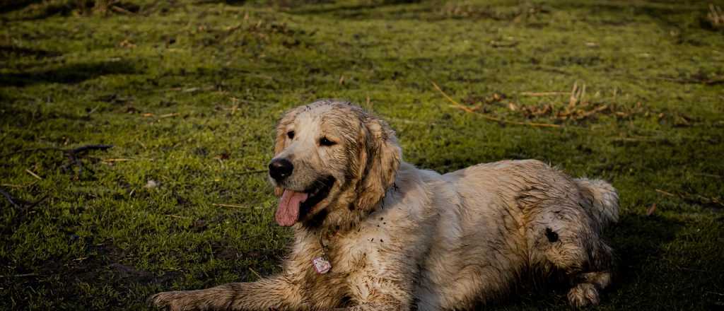 Limpiá a tu perro sin la necesidad de bañarlo