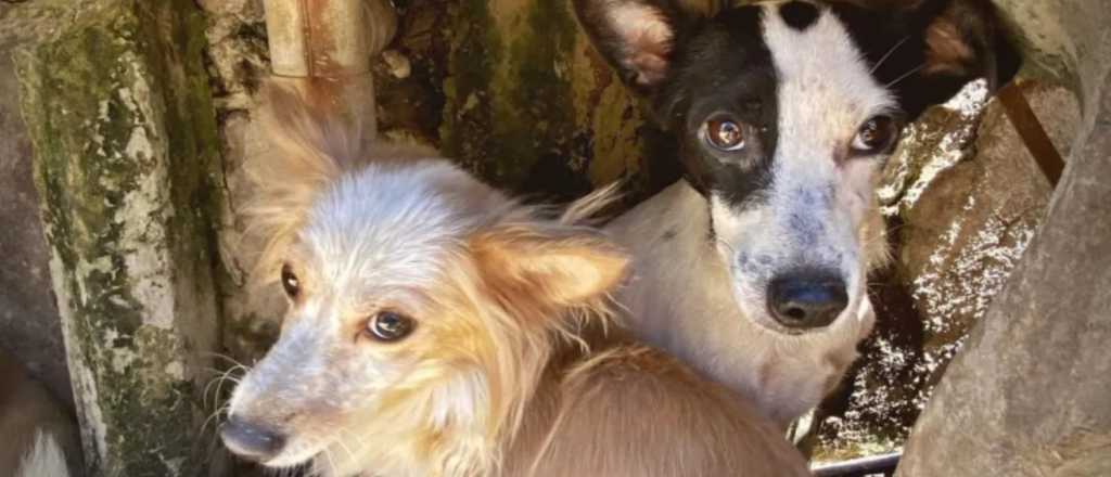 Una mujer de San juan mataba perros y gatos "para absorber sus energías"