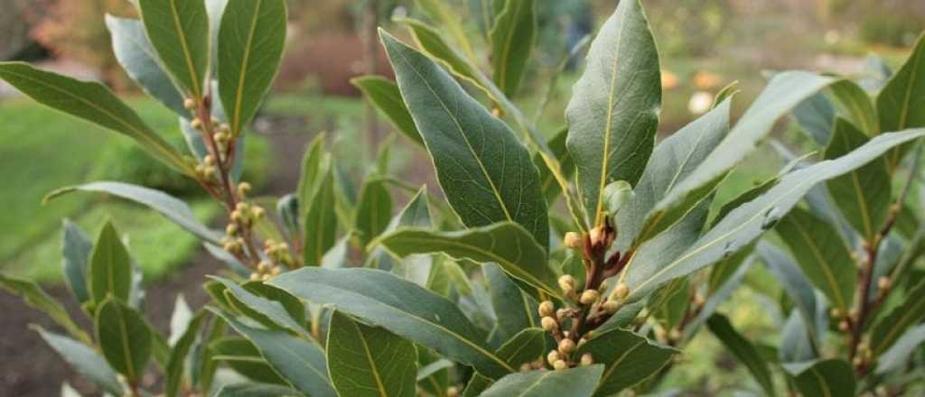 Feng Shui: atraé dinero con hojas de laurel