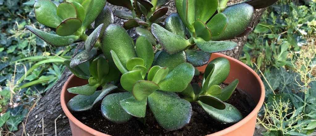 El truco ideal para cultivar un árbol de Jade 