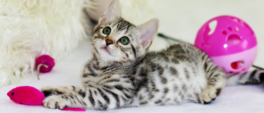 Juguetes para gatos: haz feliz a tu mejor amigo bigotón