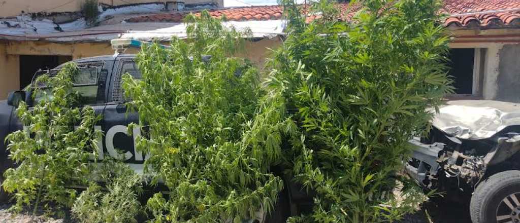 Tenía pedido de captura y fue detenido en Tupungato con plantas de marihuana