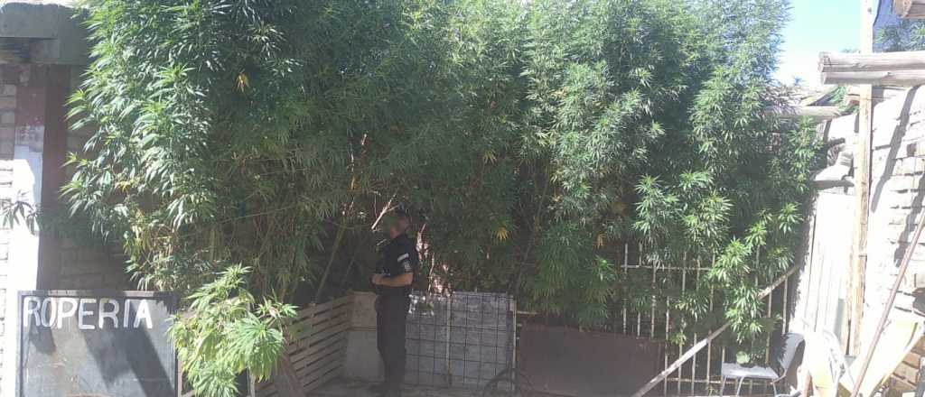 Secuestraron 80 plantas de marihuana de tres metros en la Triple Frontera