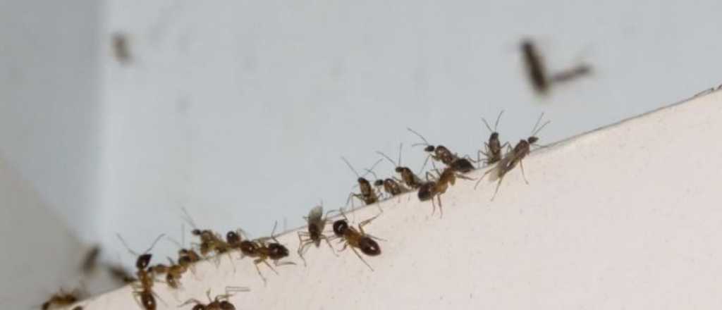 Cómo eliminar las hormigas para siempre