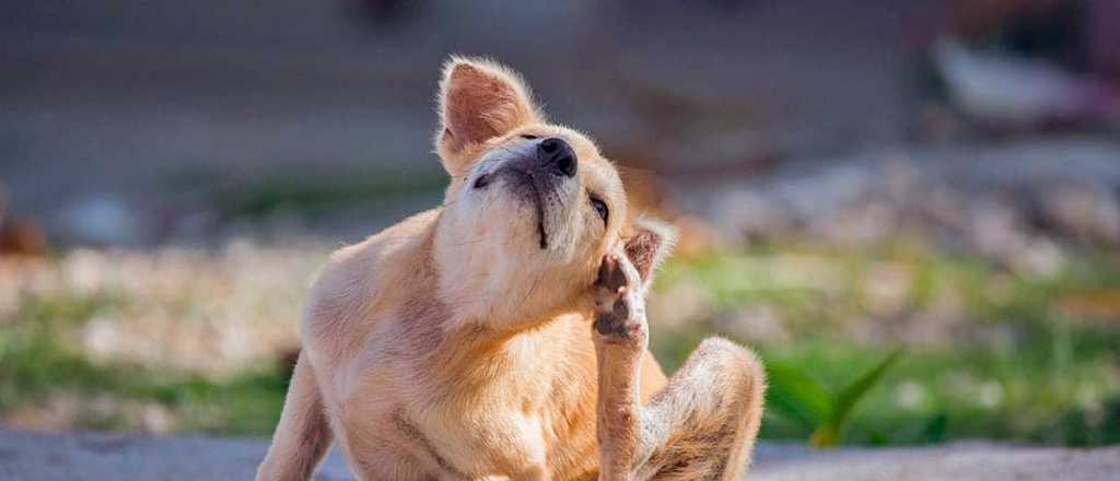 Los 7 repelentes caseros para eliminar las pulgas de tus mascotas