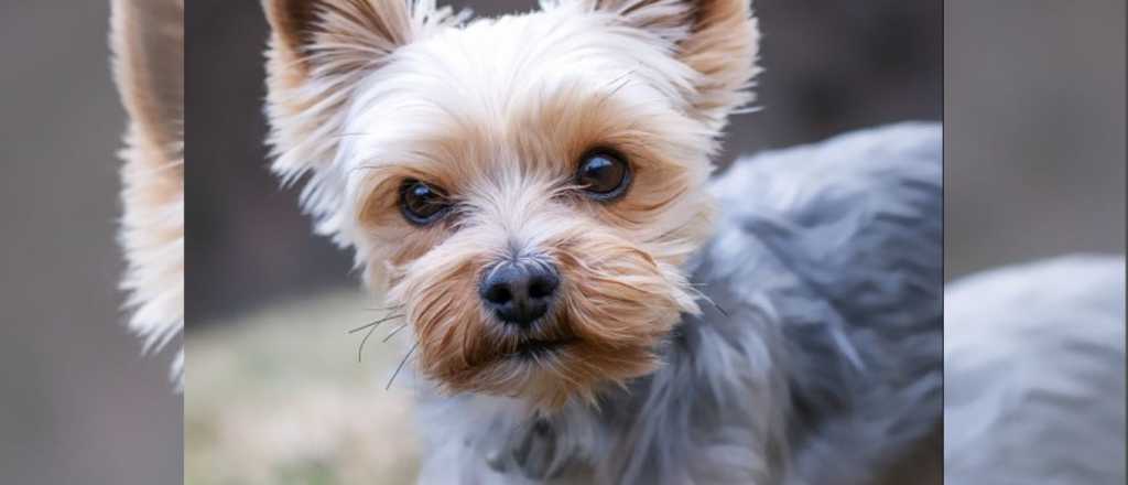 Hoy es el Día del Perro: por qué se celebra