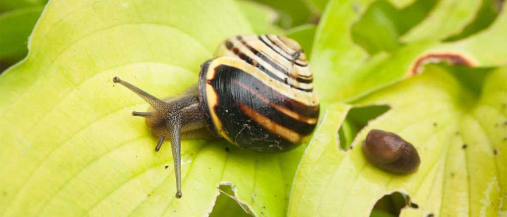 Cómo evitar que caracoles y babosas dañen tus plantas