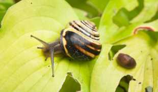 Liberate de insectos: todo sobre mosquiteras enrollables y su instalación -  Mendoza Post