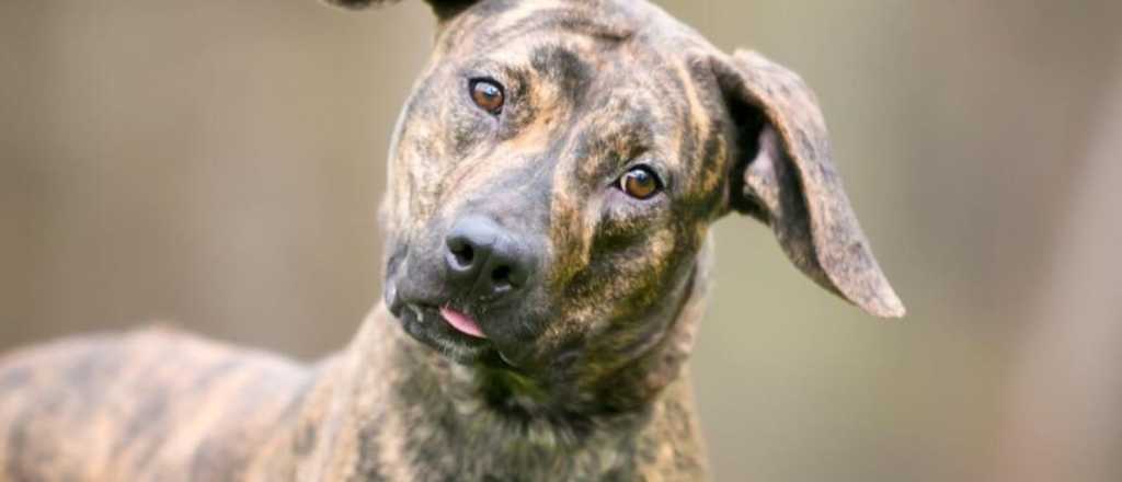 ¿Por qué tu perro gira la cabeza cuando le hablas?