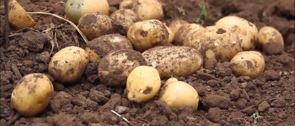 El abono perfecto para tus plantas hecho a base de papas