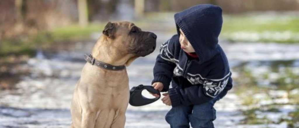 ¿Por qué los perros no olvidan a quiénes maltratan a sus familias?