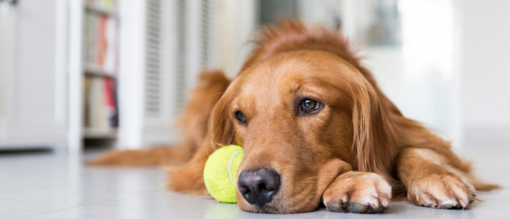 ¿Qué puedo hacer si mi perro está deprimido?: 3 trucos para mejorar su vida