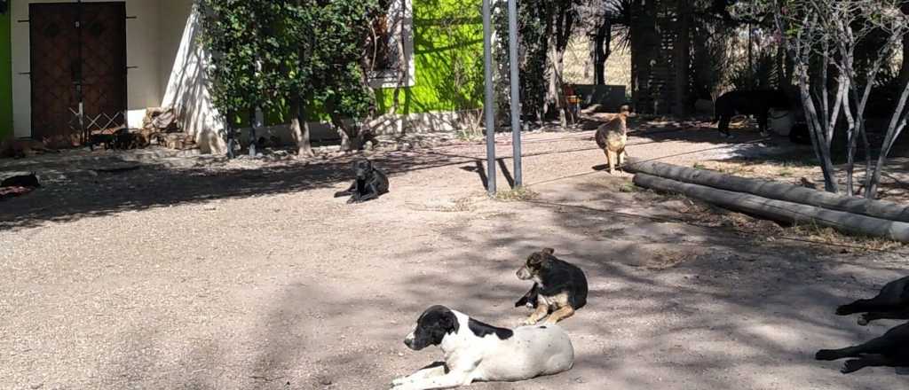 Audio: detuvieron en vivo al dueño de los perros que atacaron a un niño