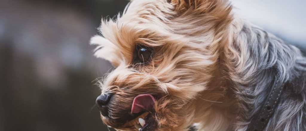 Si buscás un perro de raza pequeña, estos son los que menos crecen