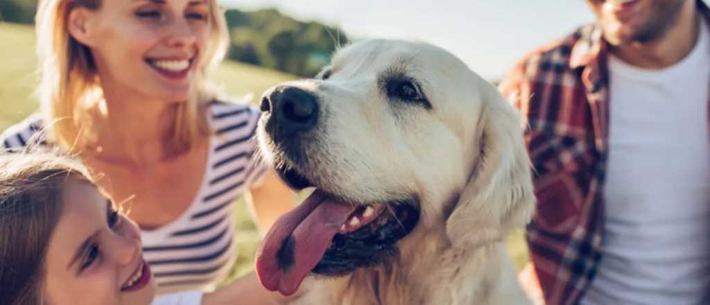 ¡Confirmado! Estos son los perros que menos años viven