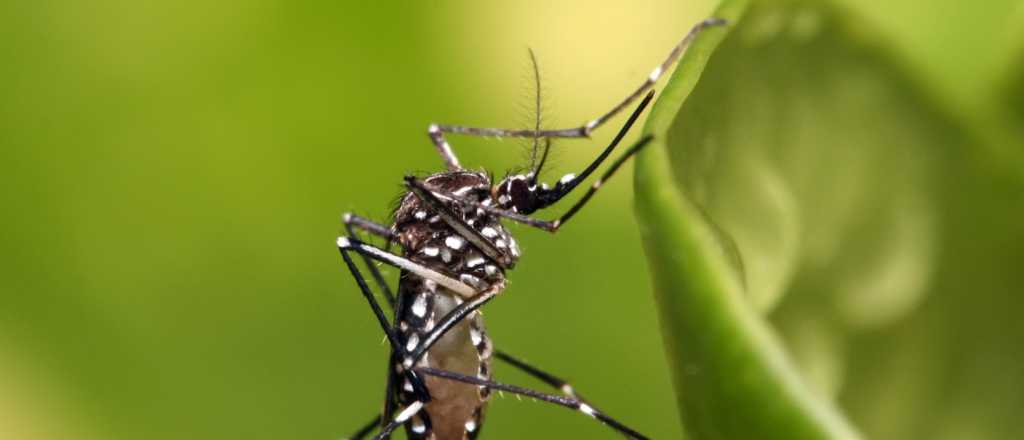 Ya está disponible la vacuna contra el dengue y cuesta $75.000 