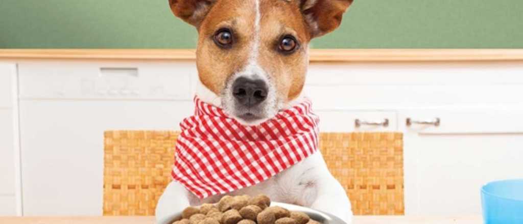 Así podés saber la cantidad exacta de comida que debes darle a tu perro