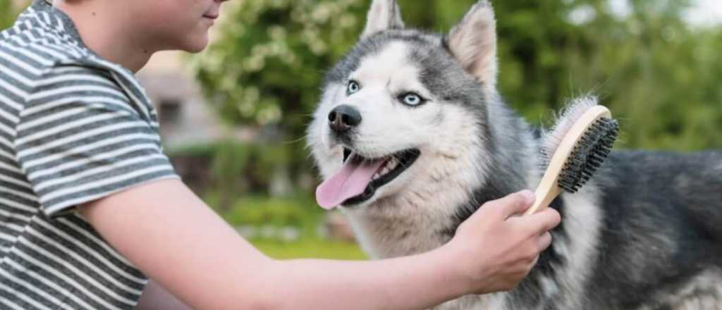 ¿Querés un perro que no pierda pelo? Estas son las mejores razas